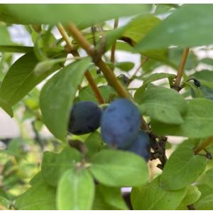 マルーラ 1年生実生苗（雌雄不明） 3号ポット : 苗木部 花ひろば