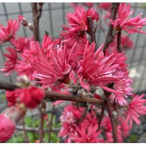 椿 ツバキの苗木 素粧 そしょう : 植物・園芸専門店 花育通販Yahoo!店