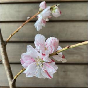 花桃 苗木 源平しだれ桃(源平枝垂れ桃) シダ...の詳細画像1
