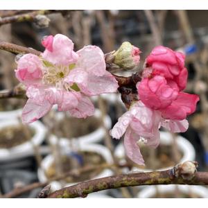 花桃 苗木 源平しだれ桃(源平枝垂れ桃) シダ...の詳細画像4