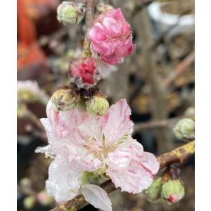 花桃 苗木 源平しだれ桃(源平枝垂れ桃) シダ...の詳細画像5