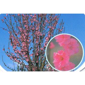 花桃 苗木 照手桃：花桃 ハナモモ 苗木 苗 はなもも : 日本花卉