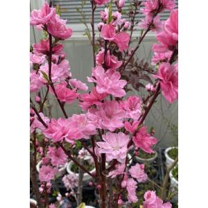 八重咲きブーゲンビレア（ブーゲンビリア） オレンジ色 ＊花付きとは