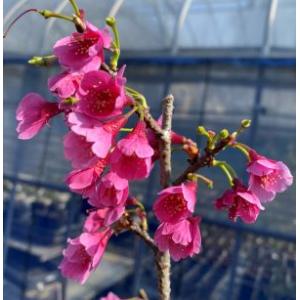 鉢植え ハイビスカス レッドフラミンゴ : 日本花卉ガーデンセンター