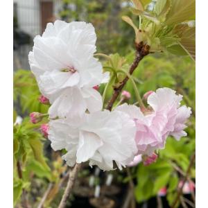 一葉桜 イチヨウザクラ 桜 苗木 さくら 苗 サクラ Z 8550 日本花卉ガーデンセンターyahoo 店 通販 Yahoo ショッピング