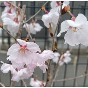 桜 切花の商品一覧 通販 Yahoo ショッピング