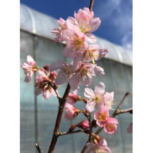 鉢植え ハイビスカス レッドフラミンゴ : 日本花卉ガーデンセンター