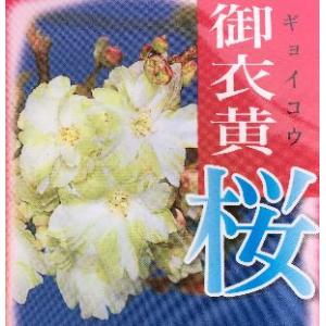 ジャスミン 大輪八重咲きマツリカ プリンセスローズ （4寸鉢植え
