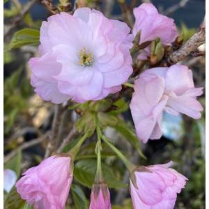 アメリカハナズオウ ルビーフォールズ ＊出荷までに2週間程度かかる