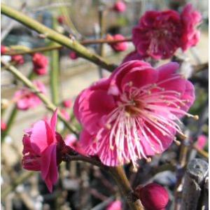 花梅 見驚 ケンキョウ 盆栽仕立て 5寸鉢植え ピンク色の八重咲き花