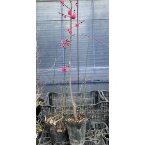 花梅 苗木 梅の木 梅の花 紅千鳥:ベニチドリ...の詳細画像2