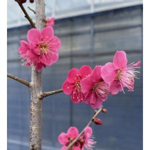 花梅 苗木 梅の木 梅の花 紅千鳥:ベニチドリ...の詳細画像3