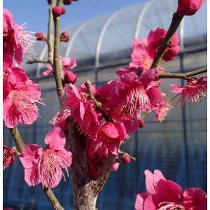 鹿児島紅梅 花梅 2年生 接木 ポット苗 観賞花木 : 苗木部 花ひろば