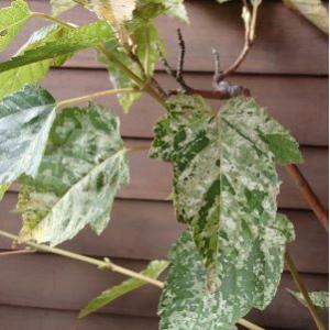 斑入屋久島オナガカエデ　脇坂錦　６寸鉢植え