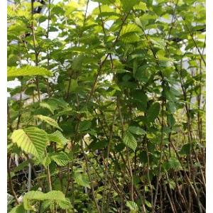 137 厚岸ホテイアツモリソウ 137 厚岸ホテイアツモリソウ 137 厚岸ホテイアツモリソウ 厚岸産