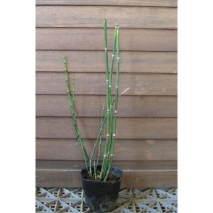 ジャンボトクサ（砥草） オオトクサ 5寸鉢植え 苗 : 日本花卉ガーデン