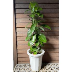 シナモン（ニッキ）　セイロンニッケイ　7号鉢：熱帯果樹苗　＊樹高60〜80センチ程度　爆買