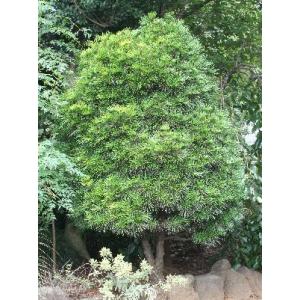 庭木：高野槙（こうやまき）*コウヤマキ 大株 : 遊恵盆栽 Yahoo!店