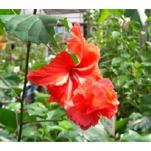 フウリンブッソウゲ ハイビスカス原種 原種ハイビスカス・フウリンブッソウゲ| 種・苗・ガーデニング