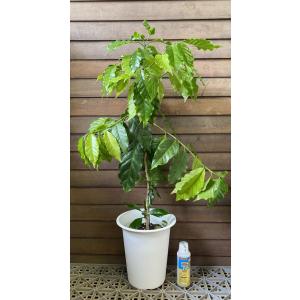 パンノキ（パンの木）：熱帯果樹苗（観葉植物） ＊現品販売では