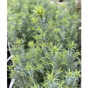 コニカ （カナダトウヒ） 6寸ポット植え ♪可愛いクリスマスツリーに