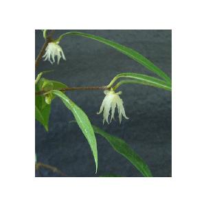 雲南トキワロウバイ