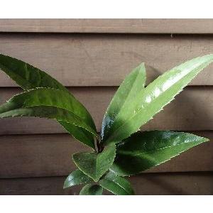 ハガキの木（多羅葉）タラヨウ　苗　苗木　葉書の木