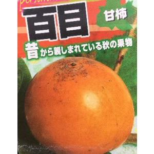 柿 苗木 【完全甘柿 麗玉 (れいぎょく) ［登録品種］】 3年生 接ぎ木