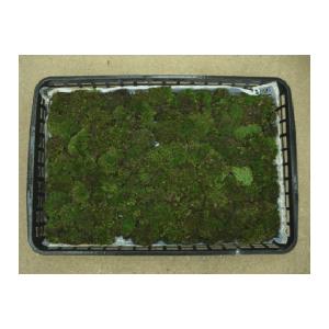 鉢植えモミジ ゲイシャゴーンワイルド 約1.5m 現品販売 特大株 植木