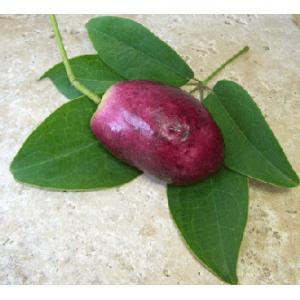 日本花卉ガーデンセンターyahoo 店 ムベの苗木 果樹苗 Yahoo ショッピング