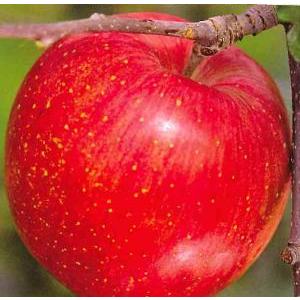 シナノスイート（りんご）：果樹苗　＊リンゴの苗木