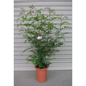 5寸鉢植え アオダモ（バットの木） 苗 苗木 : 日本花卉ガーデン