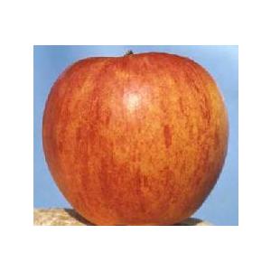 つがる（わい性台木）りんご：果樹苗