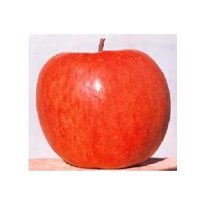 ふじ（わい性台木）りんご：果樹苗