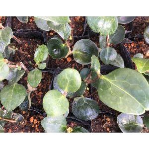 まどか（変化葉椿）：椿（ツバキ） 挿し木苗 : 日本花卉ガーデン