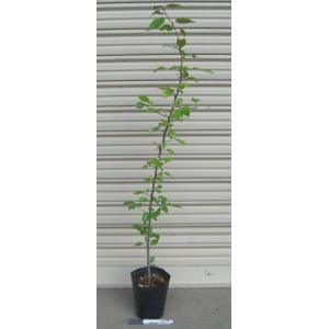 日本花卉ガーデンセンターyahoo 店 ヤマナシ 希少植物 その他の植物 Yahoo ショッピング