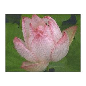 【3月上旬頃出荷】　桃蓮：招福（蓮の根）