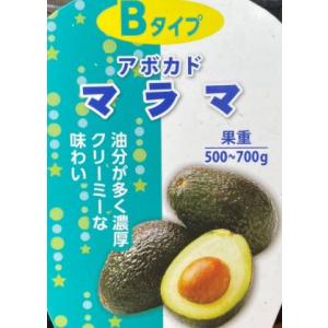 アボカド　マラマ　（Bタイプ）　接ぎ木1年生　4寸ポット植え：熱帯果樹苗　＊A・Bタイプ両方を植えて...