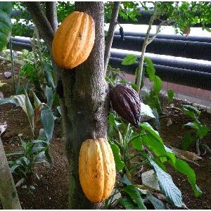 チョコレートの木（カカオ）：熱帯果樹苗