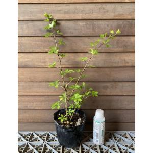 アゴニス フレクソーサ（黒葉ユーカリ） ブラックテイルの苗 : 植物