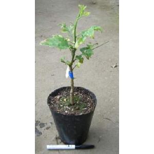 日本花卉ガーデンセンターyahoo 店 ワンピ 熱帯果樹苗 Yahoo ショッピング