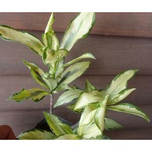 日本花卉ガーデンセンターyahoo 店 沈丁花の苗木 沈丁花の鉢植え 花木 庭木 Yahoo ショッピング