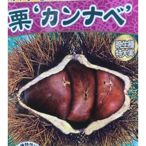 栗の苗木 天津甘栗 果樹の苗木 4号/1個売り 栗苗 栗の苗 栗の木 くりの