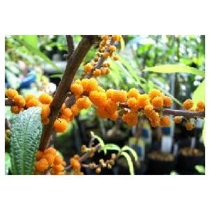 日本花卉ガーデンセンターyahoo 店 ヤナギイチゴ 熱帯果樹苗 Yahoo ショッピング