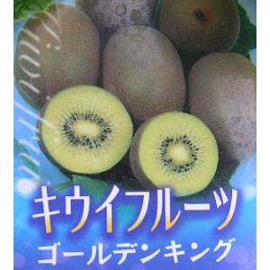 キウイフルーツ：ミンキーゴールド（雌雄株 2本セット）：果樹苗 PVP