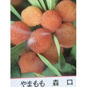 黒真珠レンブ苗 取木苗 : りゅうか商事 - 通販 - Yahoo!ショッピング
