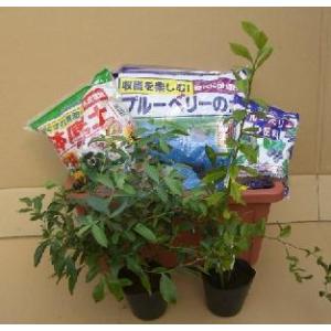 日本花卉ガーデンセンターyahoo 店 お勧めビギナーセット 希少植物 その他の植物 Yahoo ショッピング