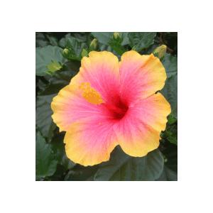 ハイビスカス　ミセスユミ　苗　苗木　*季節により、樹高や葉ぶりはサンプル写真と大きく異なる場合もあり...