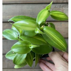 クリオロ種 限定1鉢 国産カカオの実から育てたカカオ苗 クリオロ種 限定1鉢 国産カカオの実から育てたカカオ苗 苗