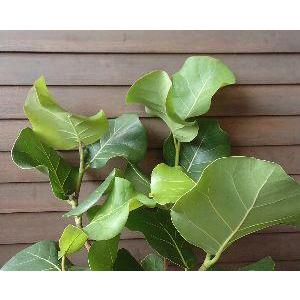 香水レモン（パキスタンレモン） ：果樹苗 柑橘苗 苗木 接木 苗 みかん